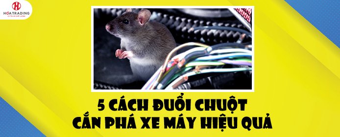5 cách đuổi chuột cắn phá xe máy hiệu quả